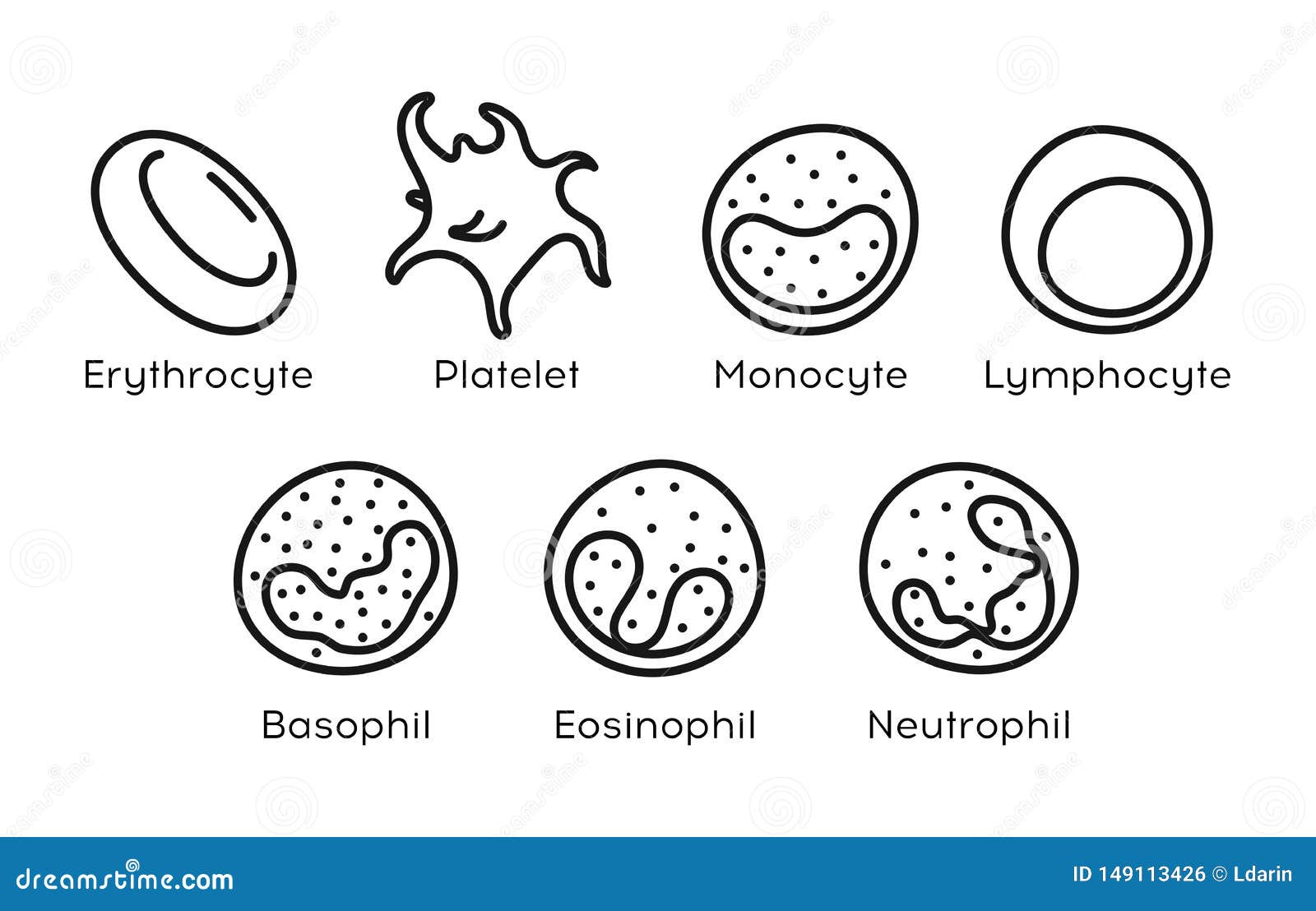  types of blood cells.